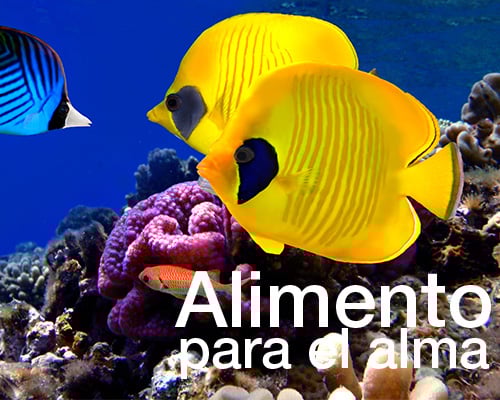 Alimento para el Alma radio para México
